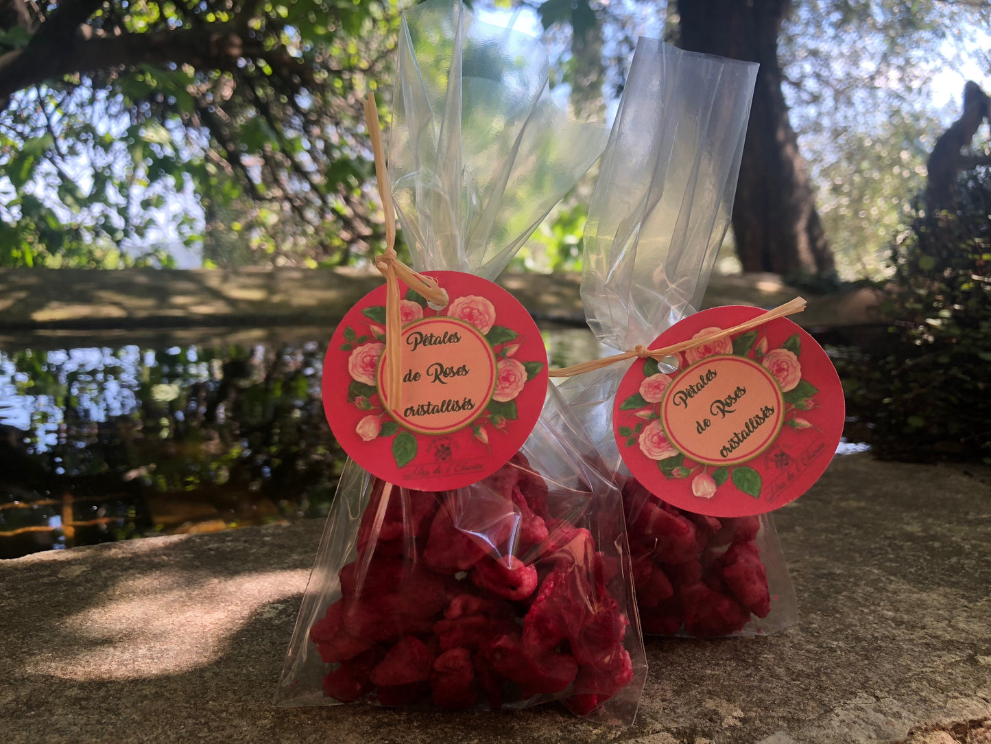 Pétales de Roses Centifolia